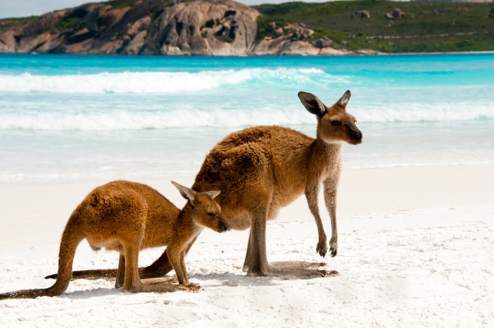 Kangoeroe op het strand in Australië