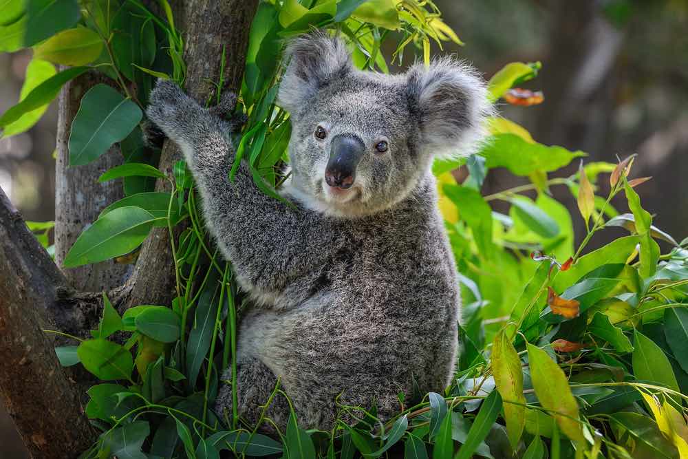 Koala Australië