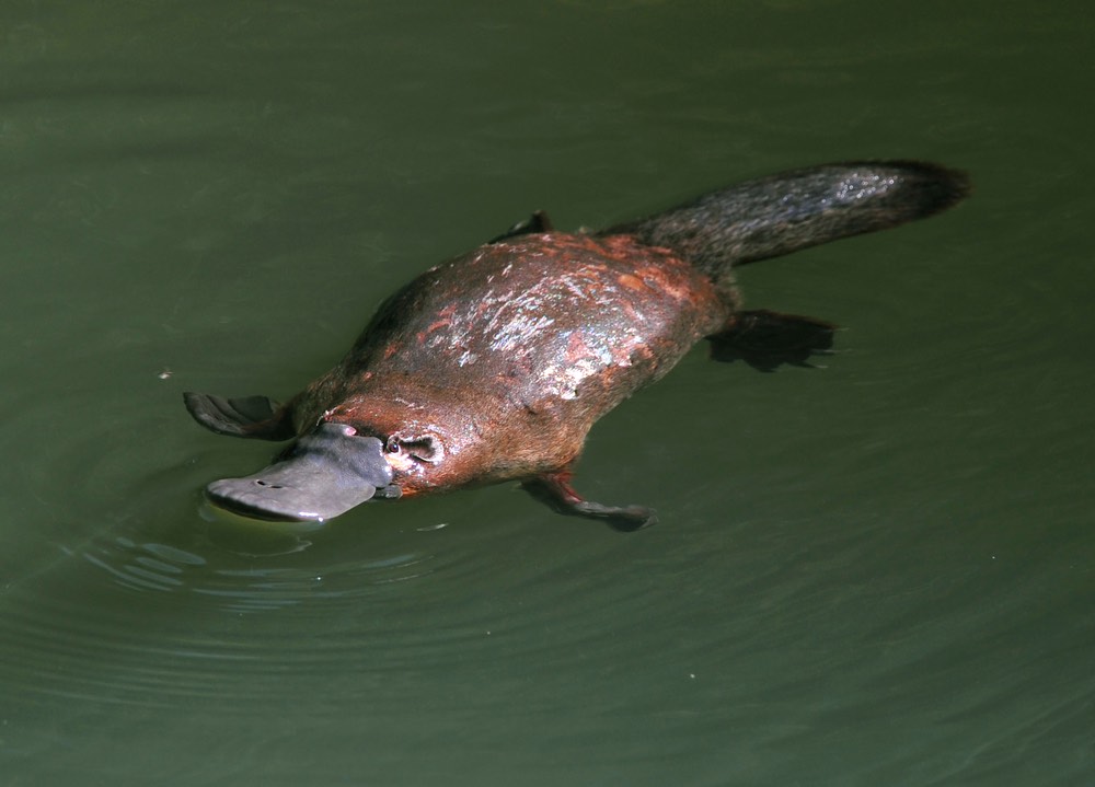 Vogelbekdier Australië