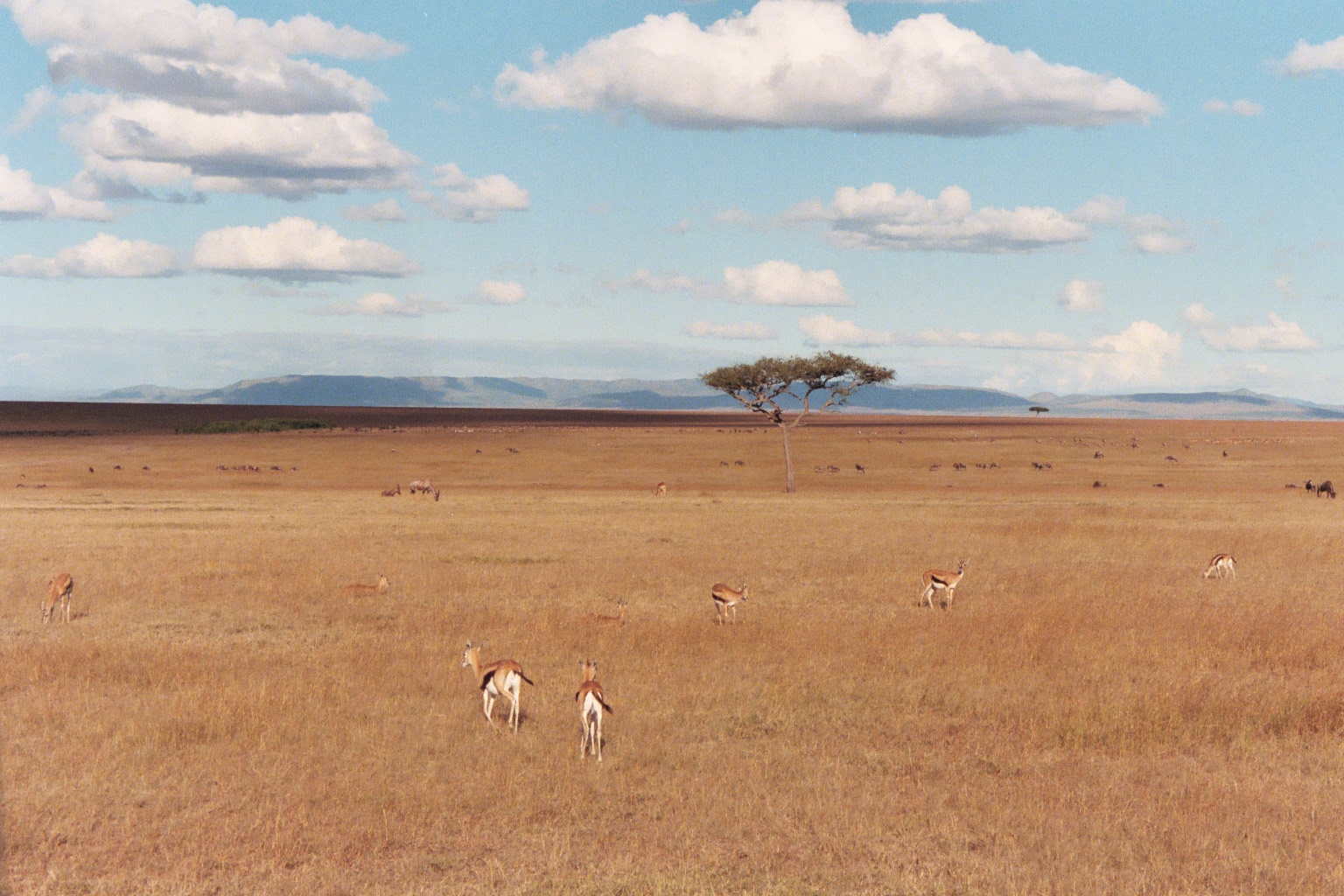 National Park Kenia