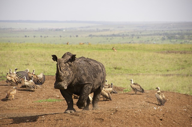 Safari Park in Nairobi