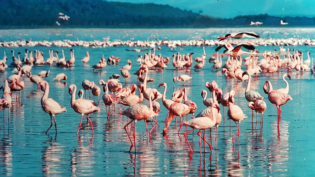 Nakurumeer Kenia